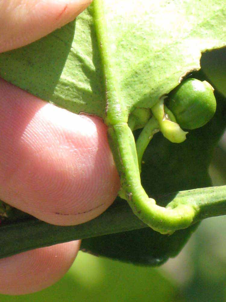              Petiole (Winter Haven, FL)       